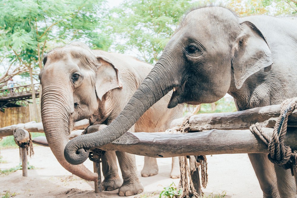 大象／Samui Elephant Kingdom Sanctuary／保護區／蘇梅島／泰國