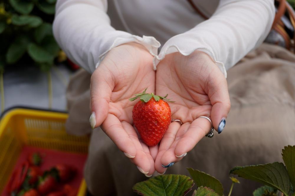 自然圈農場草莓體驗／Pinkoi／苗栗／台灣