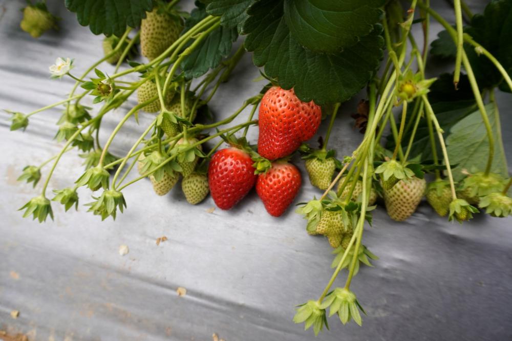 自然圈農場草莓體驗／Pinkoi／苗栗／台灣