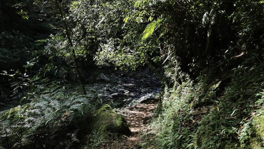 風景／金瓜寮溪魚蕨步道／新北