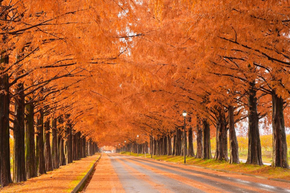 楓紅風景／高島市／日本