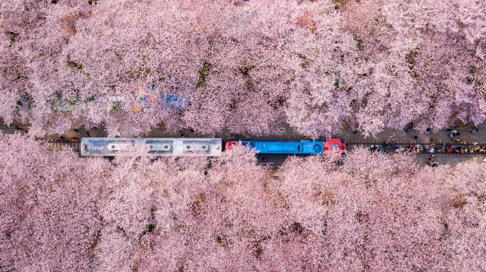 賞櫻／釜山／韓國