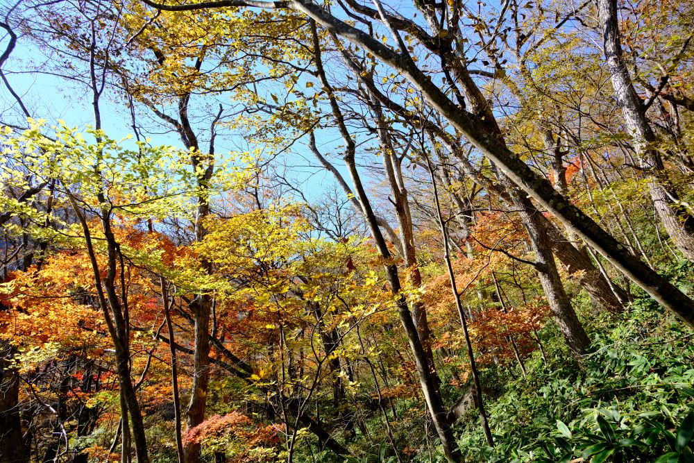 風景／平成之森／賞風景點／栃木縣／日本