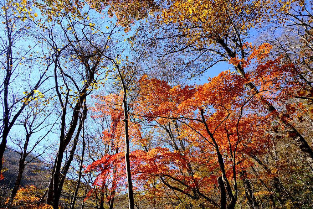 風景／平成之森／賞風景點／栃木縣／日本