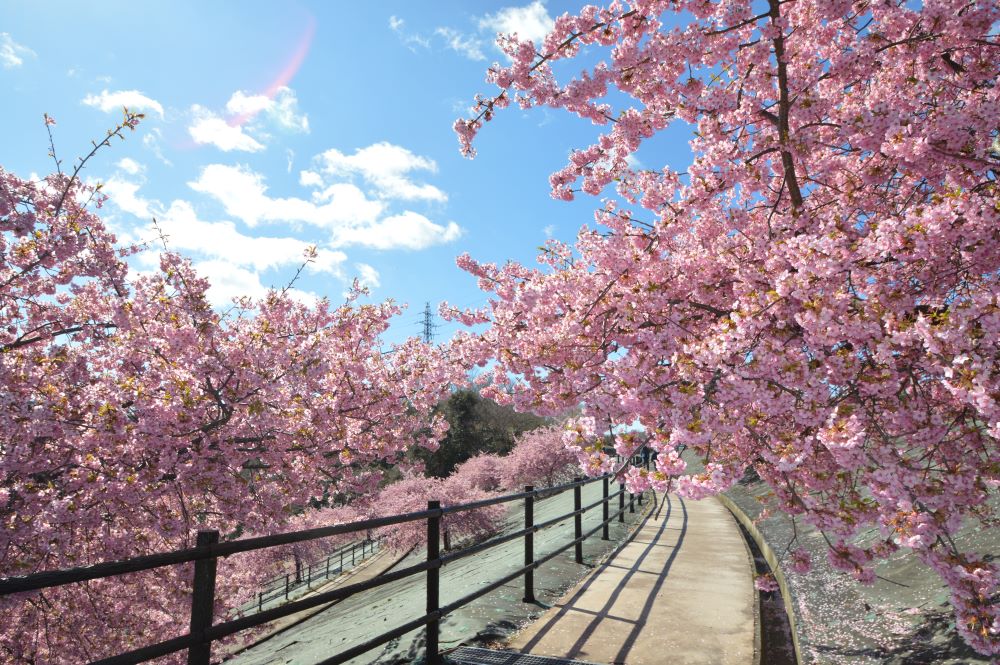 賞櫻風景／21世紀森公園河津櫻／日本