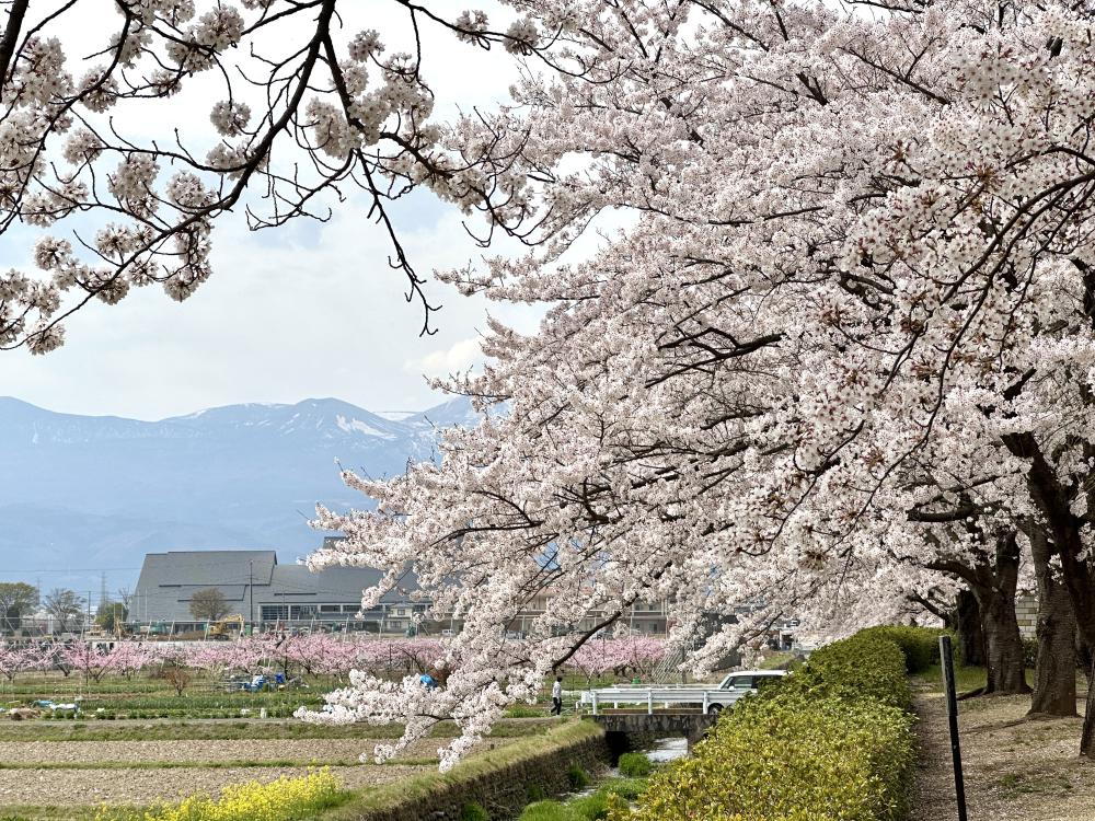 賞櫻風景／荒川櫻堤河川公園／日本