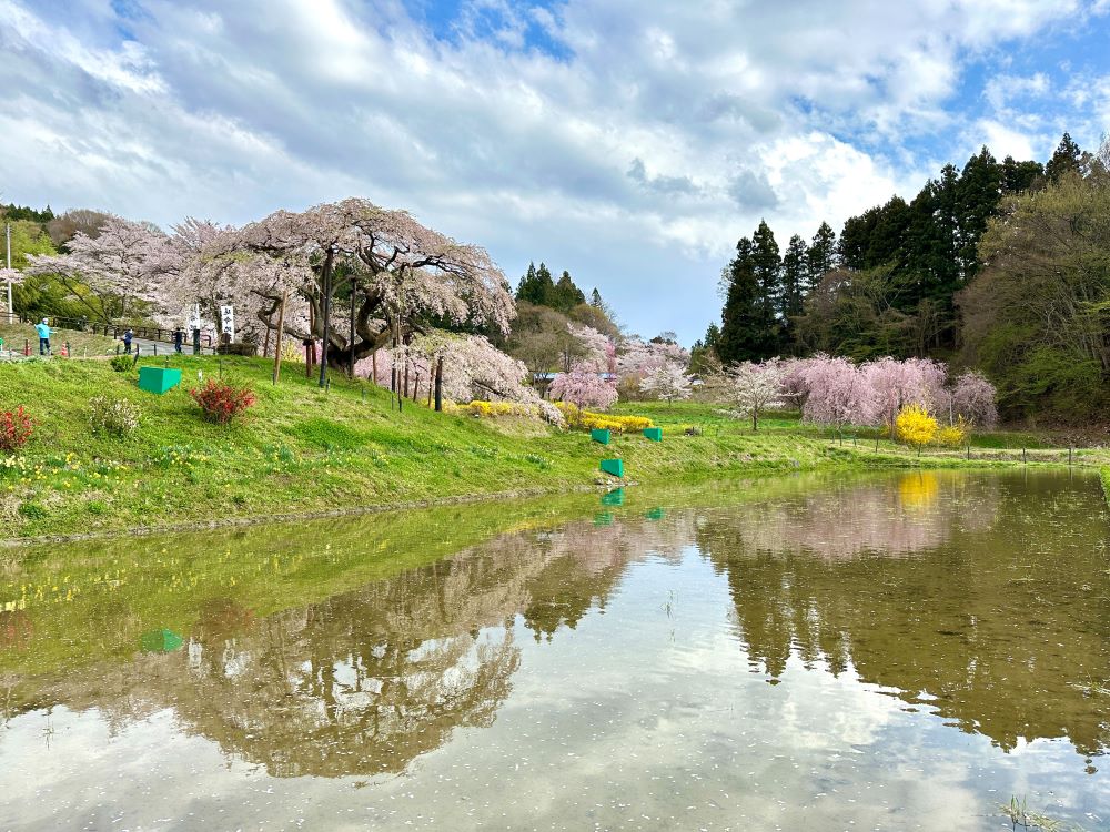 賞櫻風景／中島地藏櫻／日本