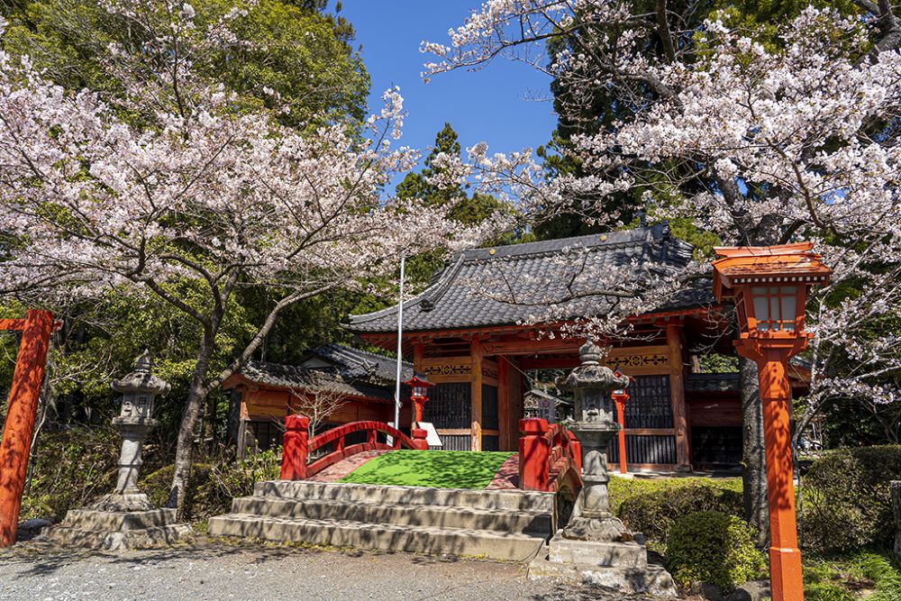 賞櫻風景／涼岡八幡神社／日本