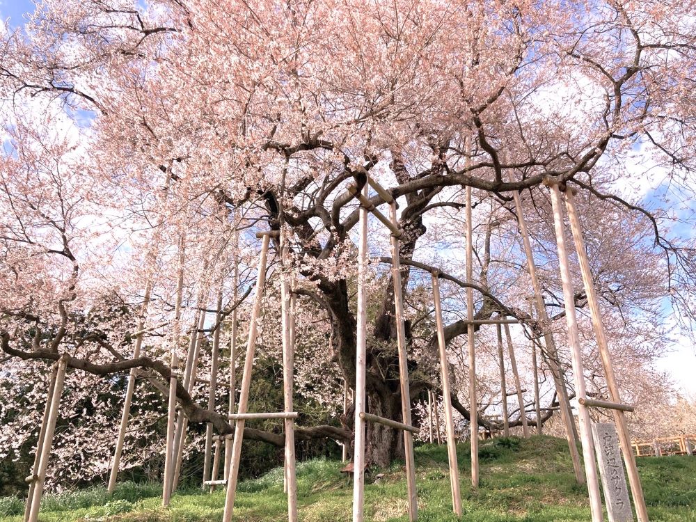 賞櫻風景／戶津邊之櫻／日本