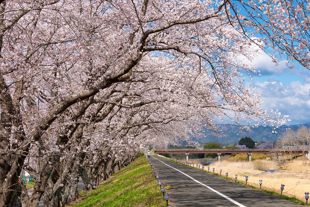 賞櫻風景／請戶川 RIVER LINE 櫻並木／日本