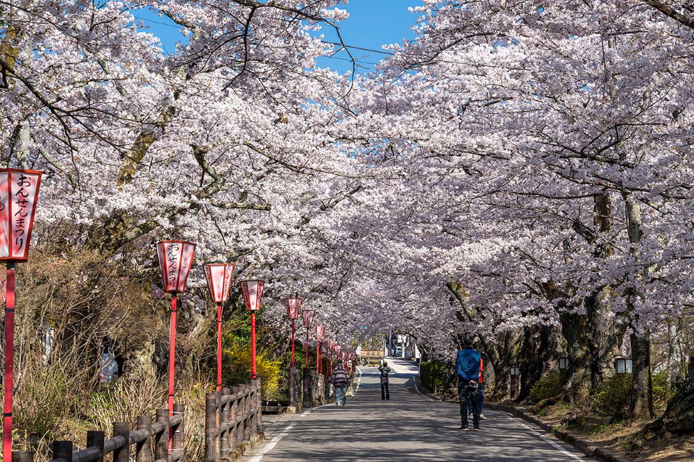 賞櫻風景／岳溫泉 櫻坂／日本