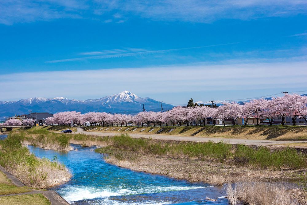 賞櫻風景／宮川千本櫻／日本