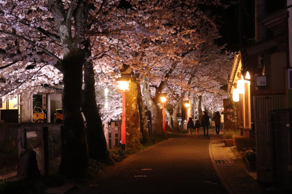 賞櫻風景／木屋町小路／城崎溫泉／日本