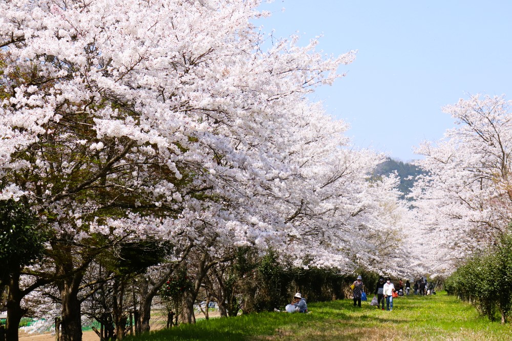 賞櫻風景／日高町國府／城崎溫泉／日本