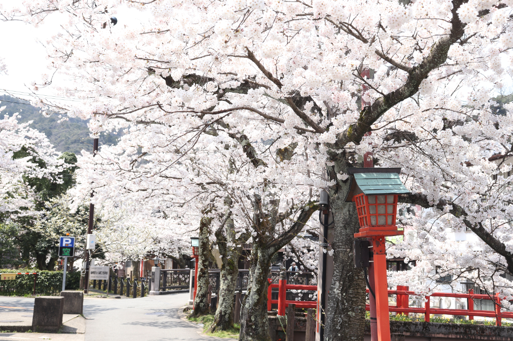 賞櫻風景／木屋町小路／城崎溫泉／日本