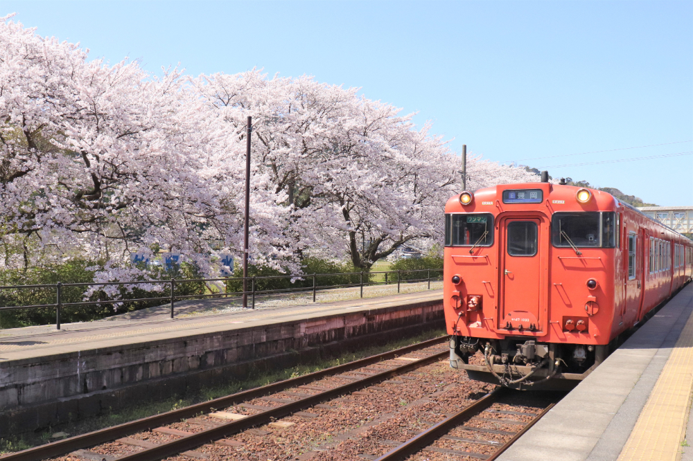 賞櫻風景／竹野海岸／城崎溫泉／日本