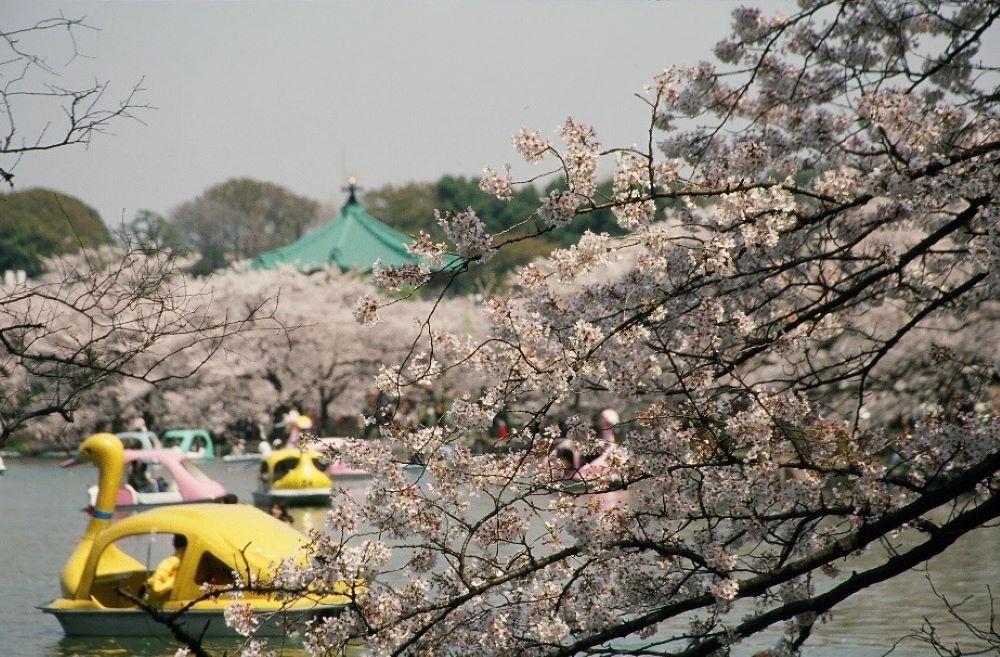 賞櫻風景／上野櫻花祭／日本