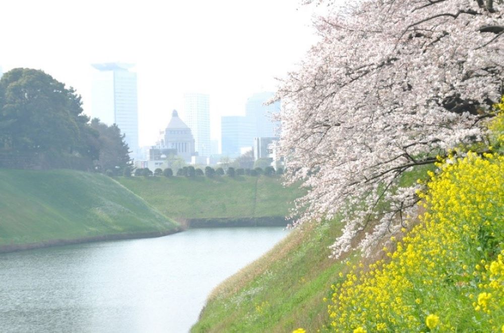 賞櫻風景／千代田櫻花祭／日本