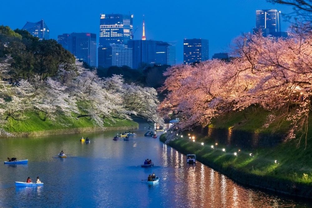 賞櫻風景／千代田櫻花祭／日本