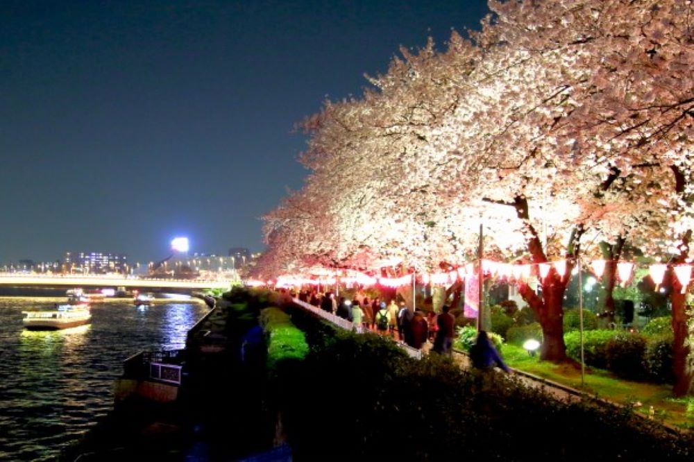 賞櫻風景／墨堤櫻花祭／日本