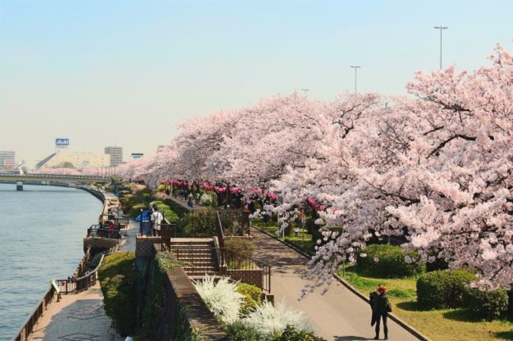 賞櫻風景／墨堤櫻花祭／日本