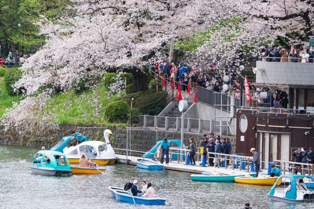 賞櫻風景／千代田櫻花祭／日本