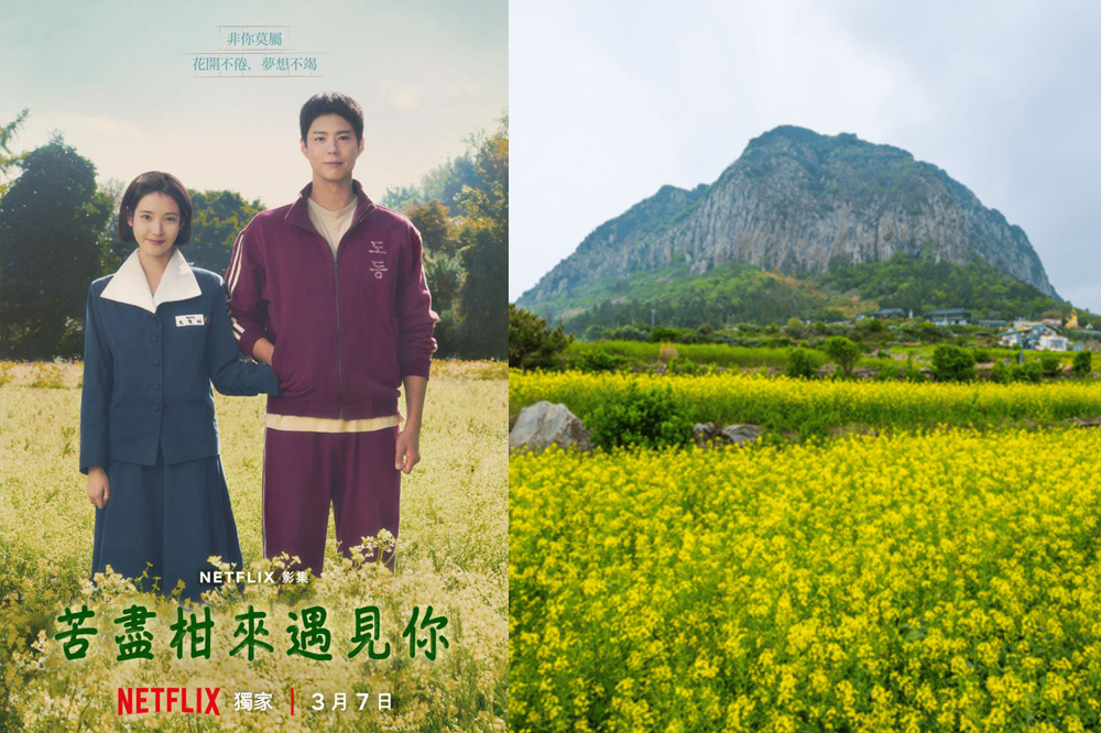 宣傳圖/風景/吾羅洞蕎麥花田/苦盡柑來遇見你/濟州島/韓國