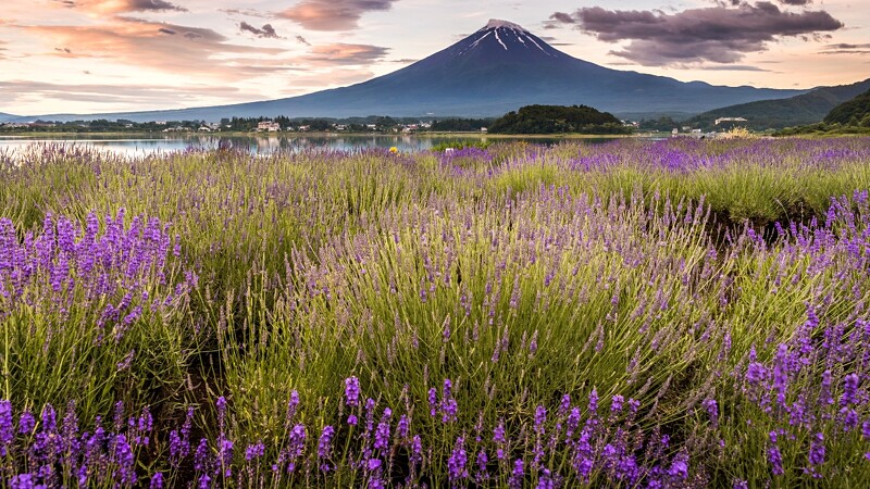 風景/富士山/日本