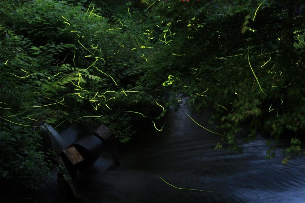 賞螢場景/晚霞小村交流園區/東京/日本