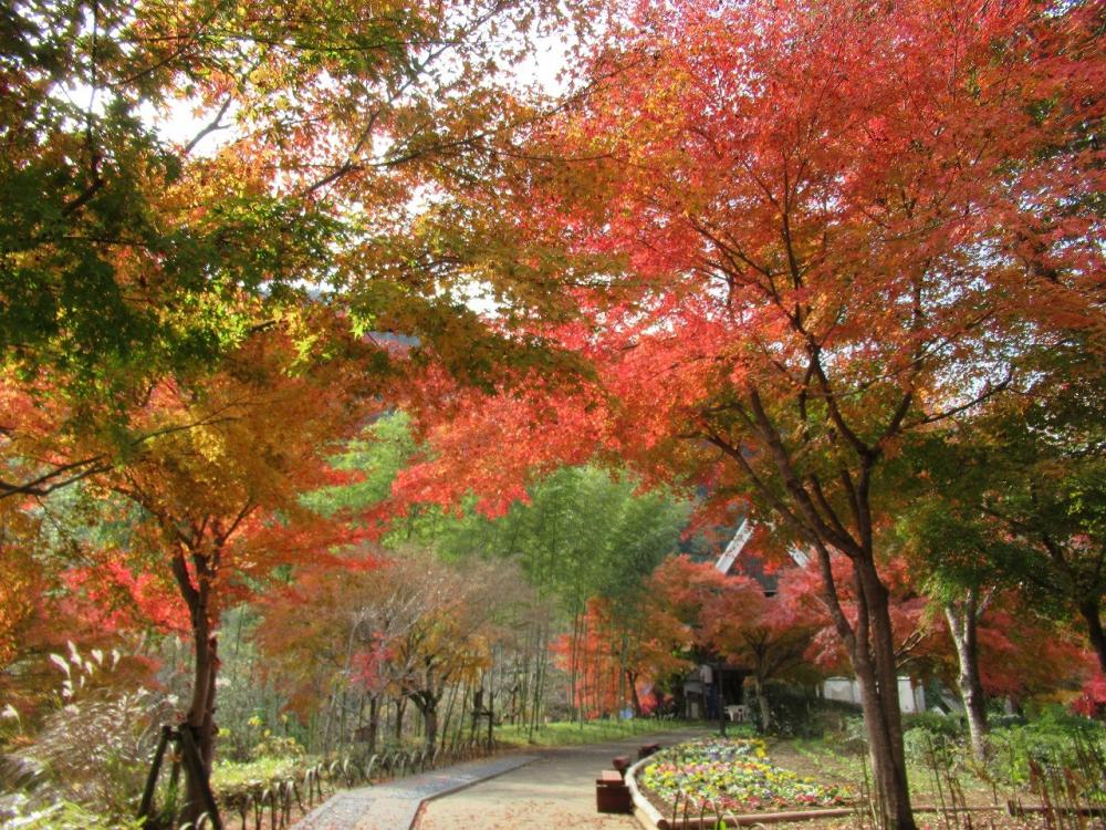 楓葉場景/晚霞小村交流園區/東京/日本