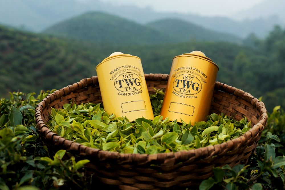永續茶旅行動/茶葉/TWG Tea