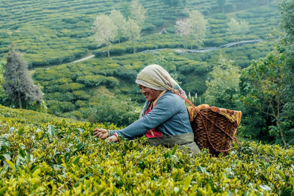 場景/初摘大吉嶺茗茶/TWG Tea/喜馬拉雅高原