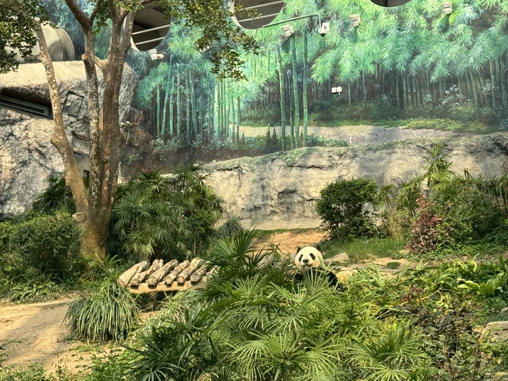 熊貓風景/澳門