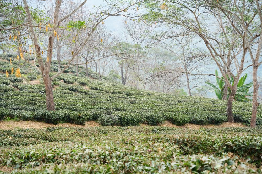 茶園風景/印度