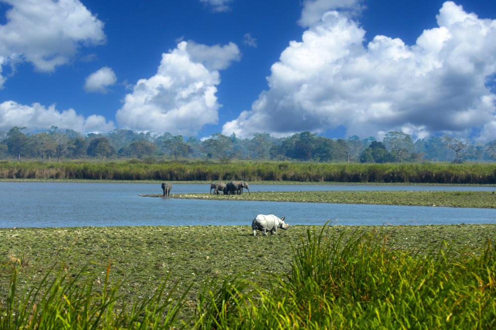 動物風景/印度