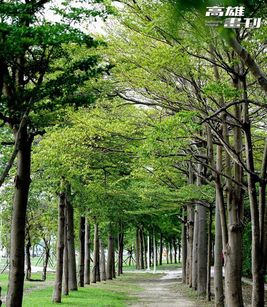 場景/內惟森林親水河道/高雄