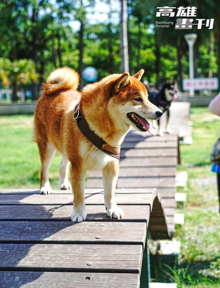 中正公園/寵物友善景點/高雄