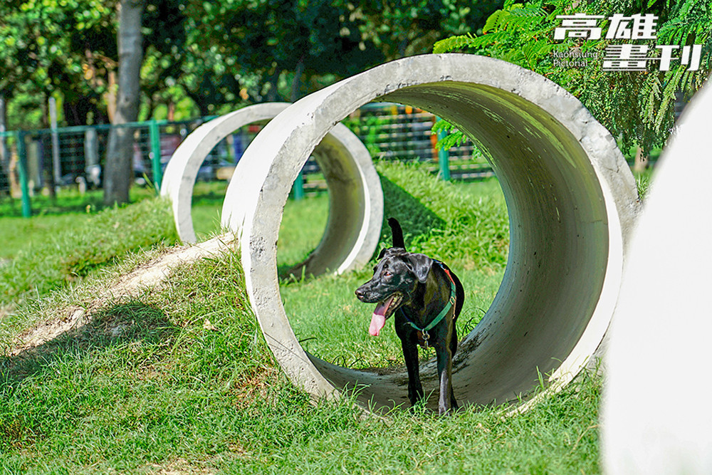 中正公園/寵物友善景點/高雄