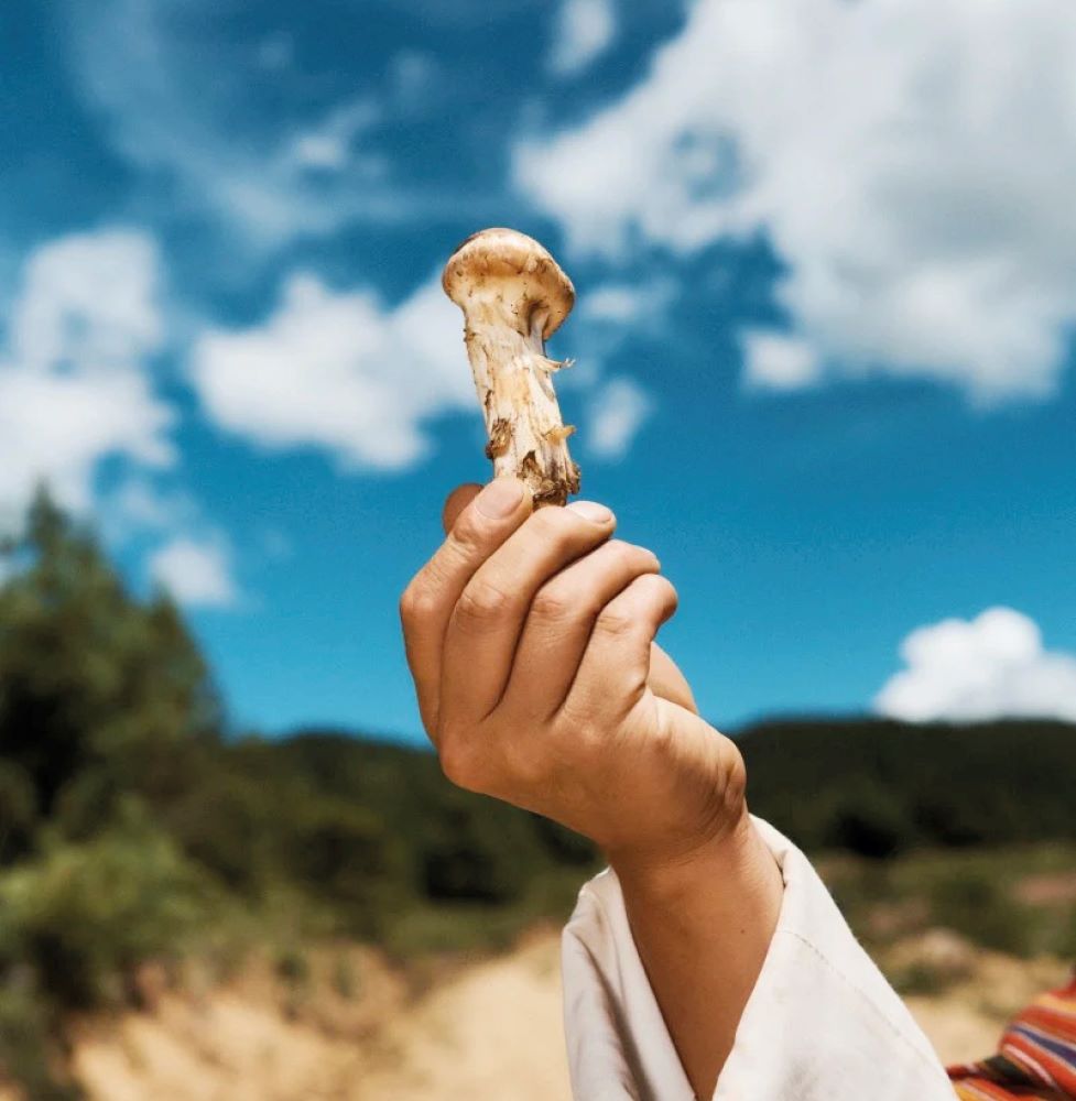 場景／Bhutan Mushroom Tours／不丹