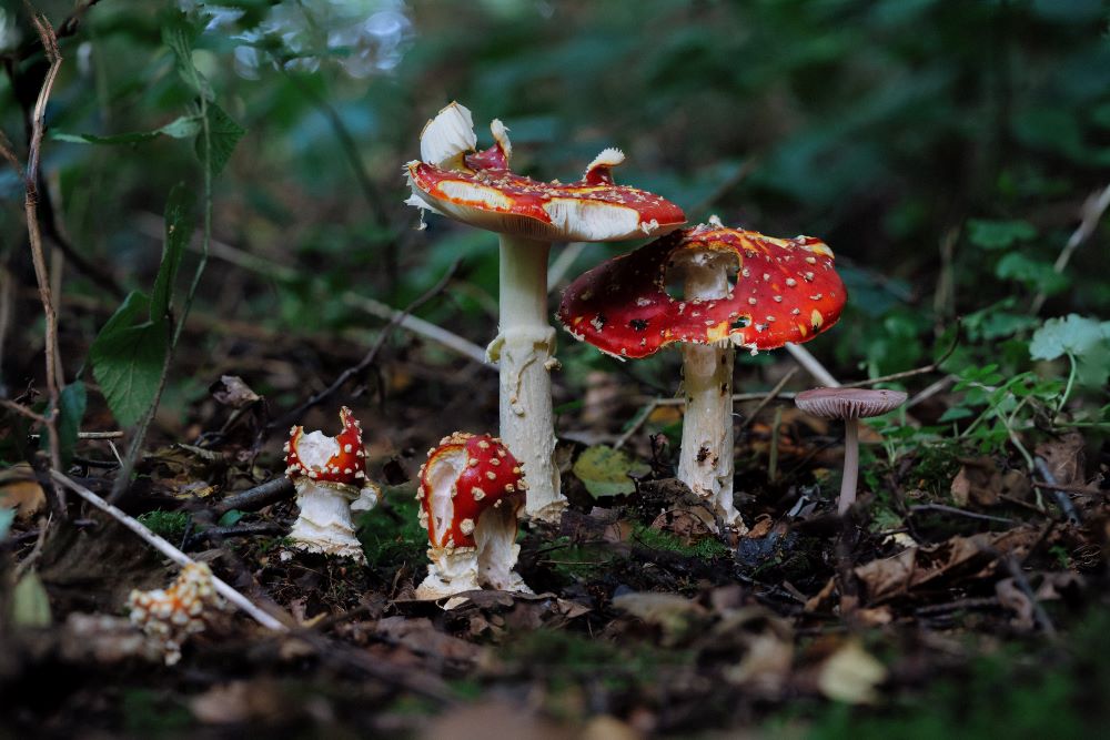 場景／Bhutan Mushroom Tours／不丹