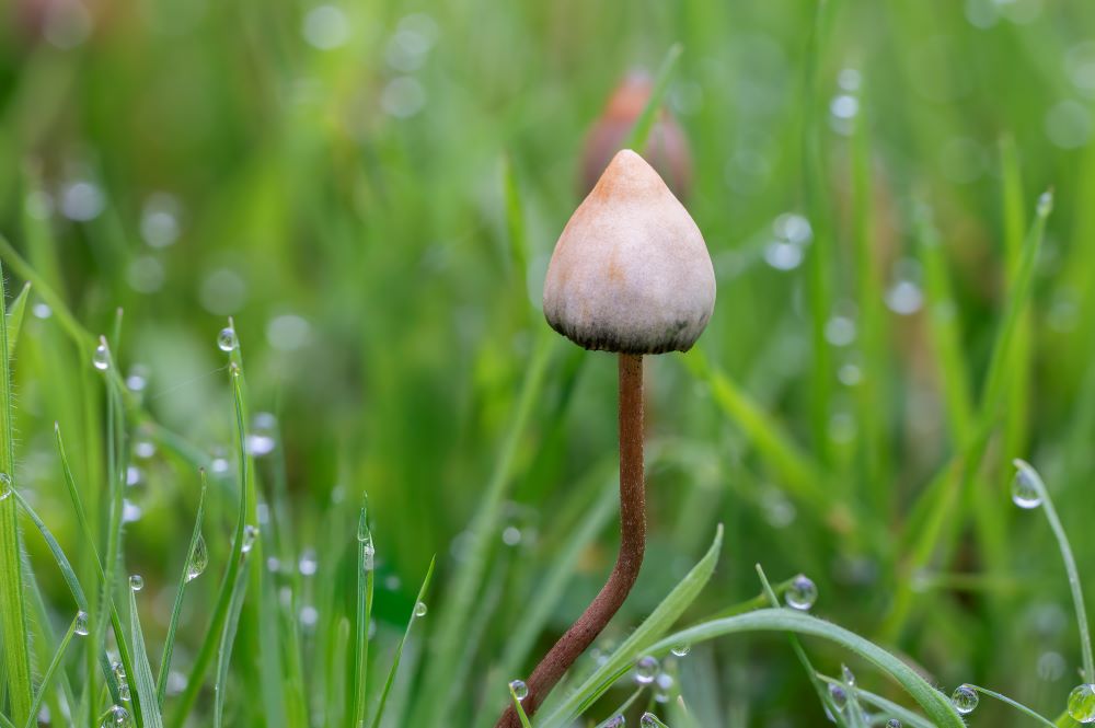 場景／Bhutan Mushroom Tours／不丹