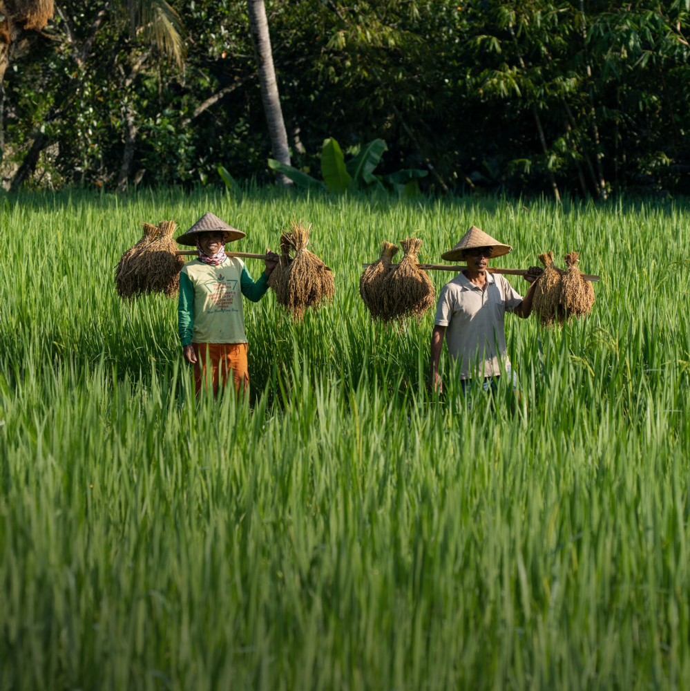 體驗／Hanging Gardens of Bali／飯店／峇里島