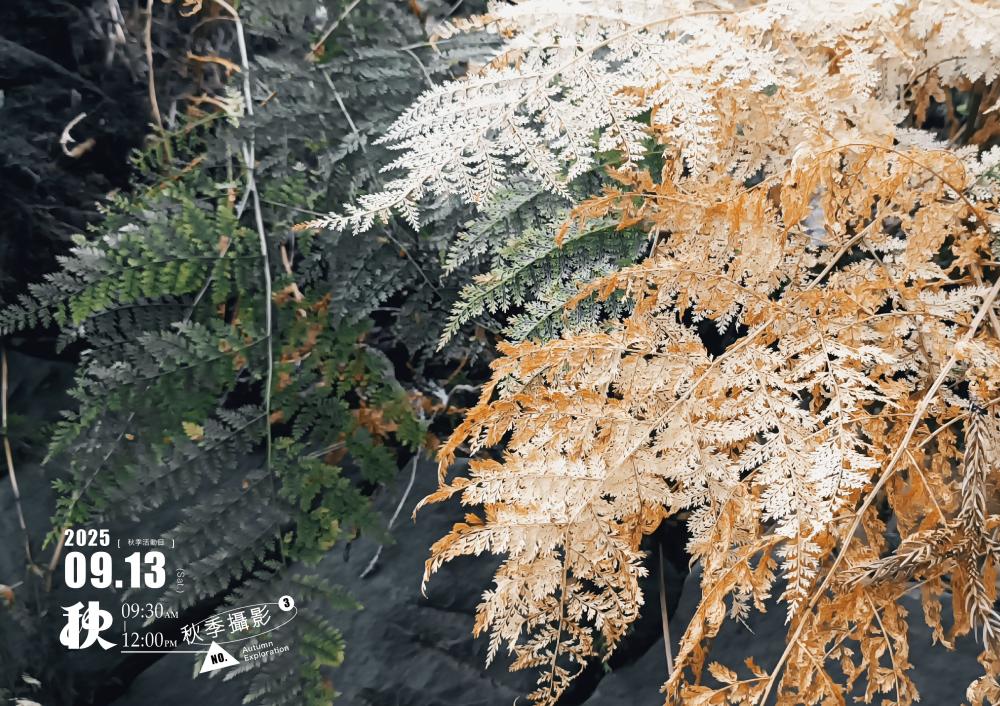 場景/秋,山霧寫真旅/阿里山森旅季活動/嘉義