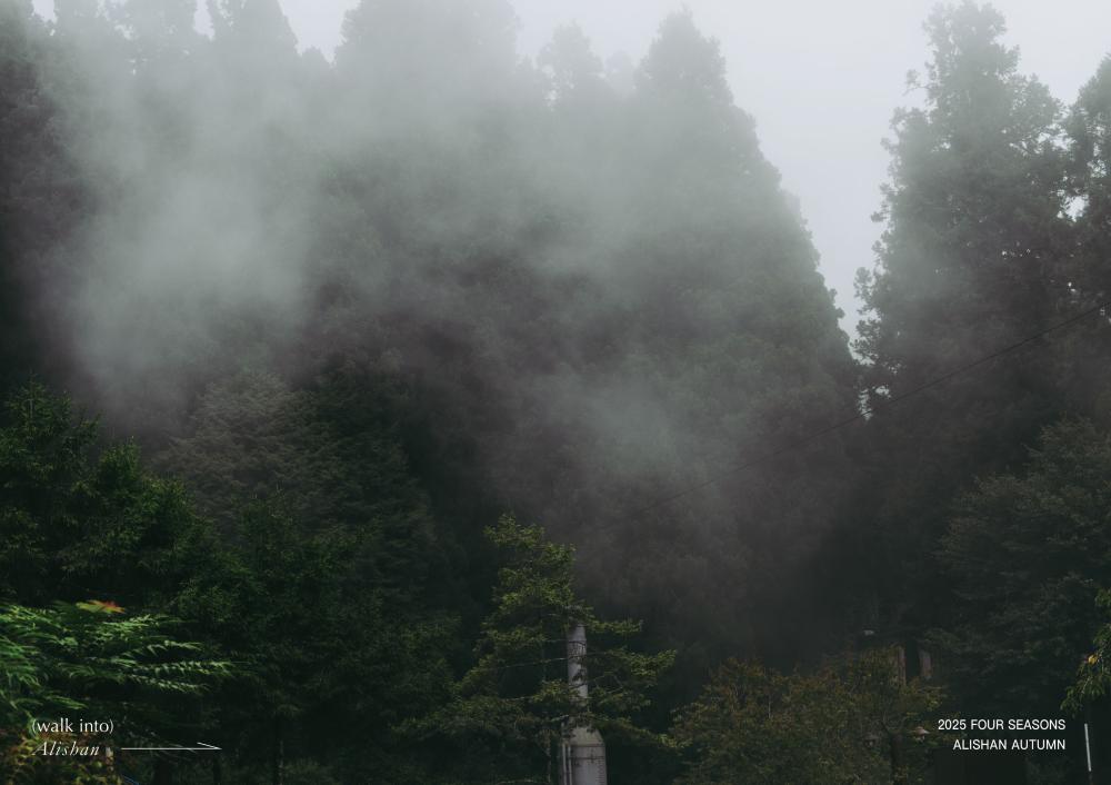 場景/秋,山霧寫真旅/阿里山森旅季活動/嘉義