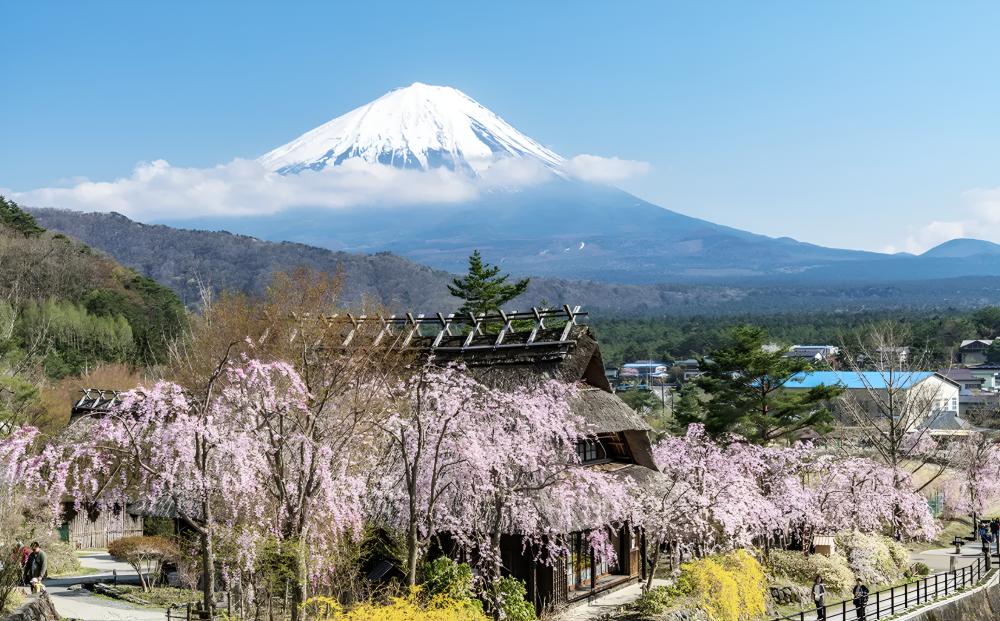 富士山風景／朝霧高原 Fumotoppara 露營場／露營／日本