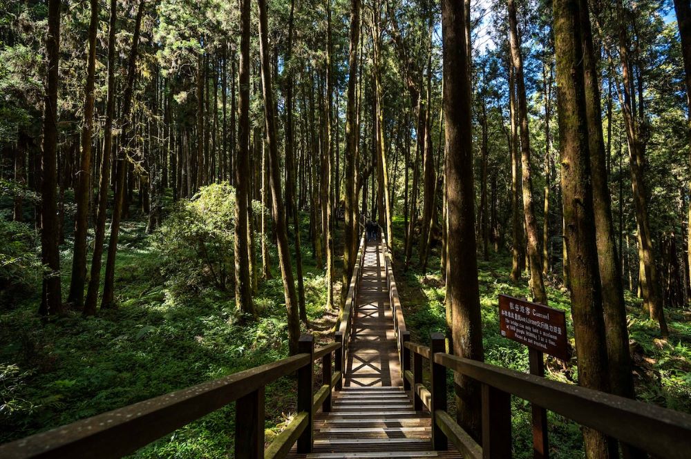 阿里山國家風景區風景。