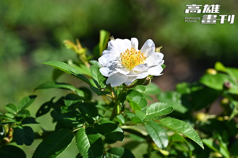 臺灣原生種薔薇耐性極佳,非常適合作為砧木,用來嫁接繁殖其他品種。(攝影/Carter)