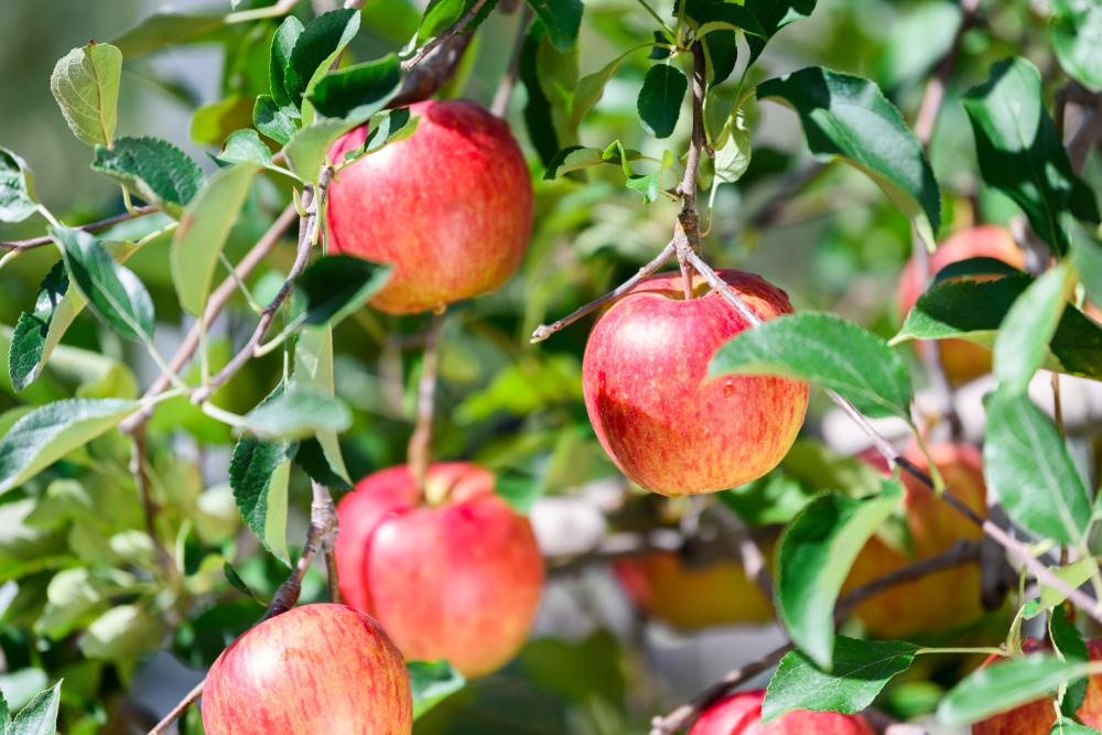 家樂福「蘋安祈福祭」蘋果。