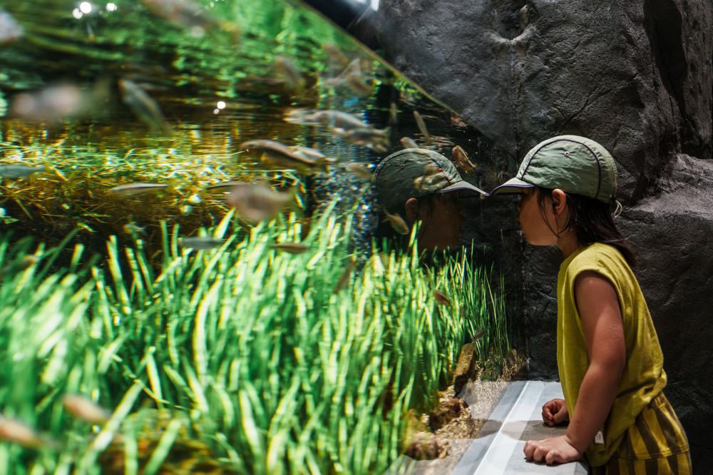 日本渡假村「神戶須磨海洋世界」水池。