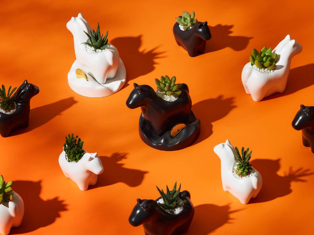 有肉 SUCCULAND ╳ Aunt Stella 詩特莉聯名「快樂馬力」新年光柵動態植栽禮盒。